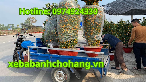 Sử dụng xe ba gác vận chuyển cây quất bán Tết của người dân